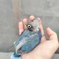 طوطی برزیلی سرلاکی