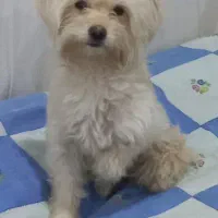 واگذاری رایگان شیتزو