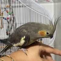 طوطی عروس رام|پرنده|رشت, گیل|دیوار