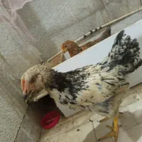 دو عدد جوجه مرغ