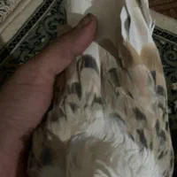 کبوتر پلاکی دوکت|پرنده|نجفآباد, جعفرآباد|دیوار