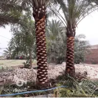 باغبانی و شخم با تیلر|خدمات باغبانی و درختکاری|آبادان, |دیوار