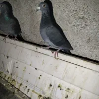 کبوتر مسافتی|پرنده|موچش, |دیوار