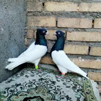 کله سیاه|پرنده|مشهد, شهید معقول|دیوار