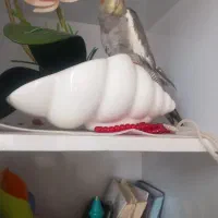 عروس هلندی|پرنده|آستانه اشرفیه, |دیوار