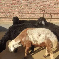 قوچ
