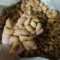 بادام سنگی...امسالی