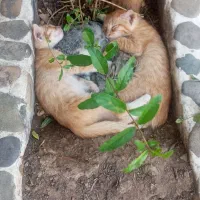 واگذاری
