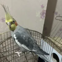 عروس هلندی نر