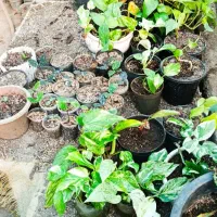 فروش کلی گل های آپارتمانی|گل و گیاه طبیعی|خان ببین, |دیوار