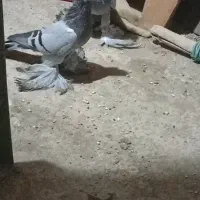 چند عدد کفتر مناسب پرورش در عجب شیر|پرنده|عجب شیر, |دیوار