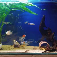 آکواریوم و ماهی