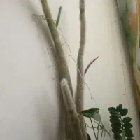 گل طبیعی کاکتوس نخل ماداگاسکار سانسوریا سیلورگلد|گل و گیاه طبیعی|تهران, افسریه جنوبی|دیوار