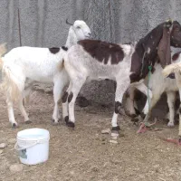 بزخارجی مهران