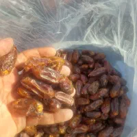 خرما|خوردنی و آشامیدنی|مشهد, کارمندان دوم|دیوار