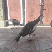 مرغ خروس لاری طوسی جفت طاوس|حیوانات مزرعه|بیرجند, |دیوار