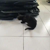 گربه  dsh|گربه|اصفهان, بهارستان (مخابرات)|دیوار