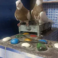 طوقی اجری|پرنده|شوشتر, |دیوار