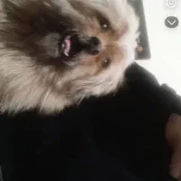 گمشده|حیوانات|بومهن, |دیوار