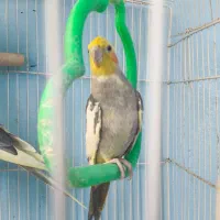 عروس هلندی نر