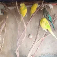 مرغ عشق و فنچ|پرنده|زهک, |دیوار