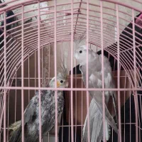 عروس هلندی|پرنده|گنبد کاووس, |دیوار