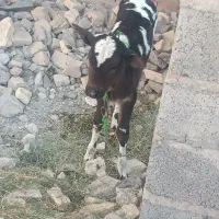 گاو گوساله فروشی|حیوانات مزرعه|جیرفت, |دیوار