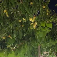 ویلای ۴۰۰متری ورده