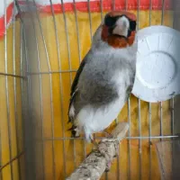 سهره کرمانی نر خوانا...