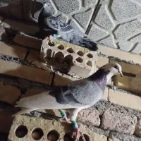 باسلام 36تاحیون یک نسوماده نسونرهمه جوانه جفت 650