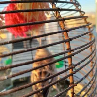 جوجه سهر قناری نر