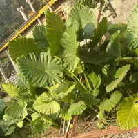 فروش گل باباآدم