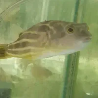 چانا فاهاکا پرت فلاورپیکاک پولی ردتیل پنکوسه شکاری|ماهی|مشهد, امیر|دیوار