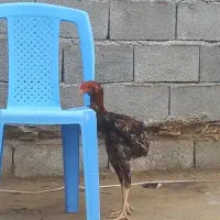 خروس لاری|پرنده|دشت ذهاب, |دیوار