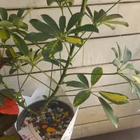 گل شفلرا|گل و گیاه طبیعی|اصفهان, عاشق‌آباد|دیوار