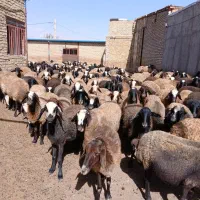 ۱۵۰ تا گوسفند جوان ابستن جفتی۴۶میلیون تومان|حیوانات مزرعه|تاکستان, |دیوار