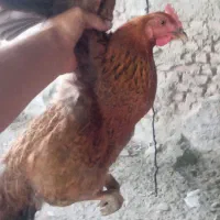 مرغ محلی تخم گذار و کرچ شو دو عدد