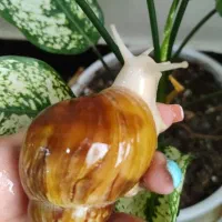 حلزون|خزنده|اهواز, کوی ملی راه|دیوار