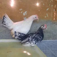 جوجه مرغ خروس مینیاتوری