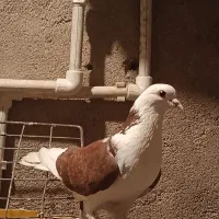 کفتر|پرنده|مشگین شهر, |دیوار