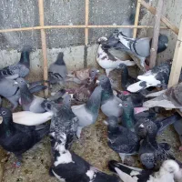 فروش کفتر پلاکی 40 عدد|پرنده|سرخه, |دیوار