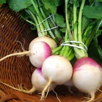 شلغم همون ترب