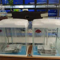 فروش عیدانه تمامی سایز های آکواریوم (مسکن)