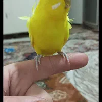 مرغ عشق کاکلی سخنگو 20کلمه معاوضه با قناری مولد|پرنده|تبریز, |دیوار