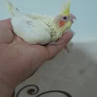 جوجه عروس سرلاکی لوتینو|پرنده|مشهد, ایثارگران|دیوار