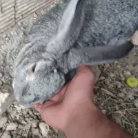 خرگوش جاینت