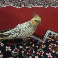 طوطی عروس.|پرنده|آمل, |دیوار