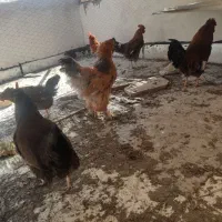 مرغ وخروس بومی