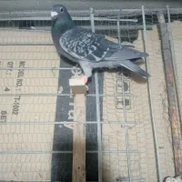 کبوتر آلمانی|پرنده|قائن, |دیوار