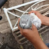 کبوتر کله سبز|حیوانات|آبادان, |دیوار